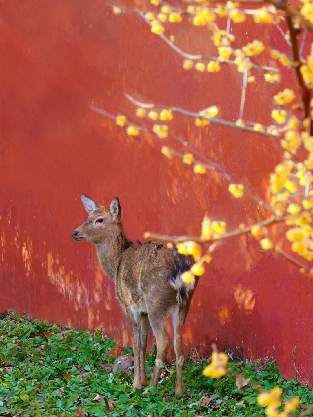 南京腊梅封神了!来南京必去的3个赏梅点!