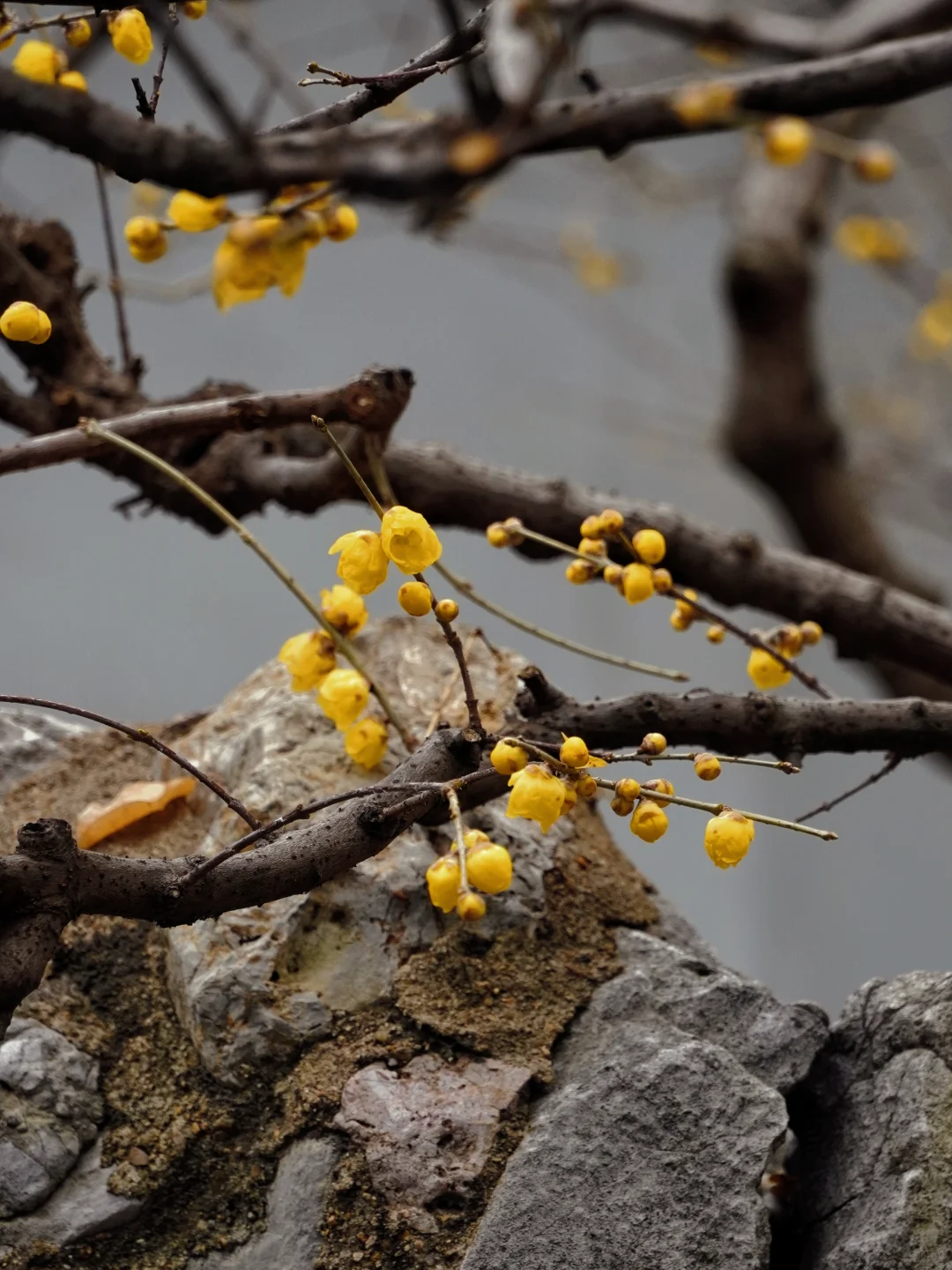 南京腊梅封神了!来南京必去的3个赏梅点!