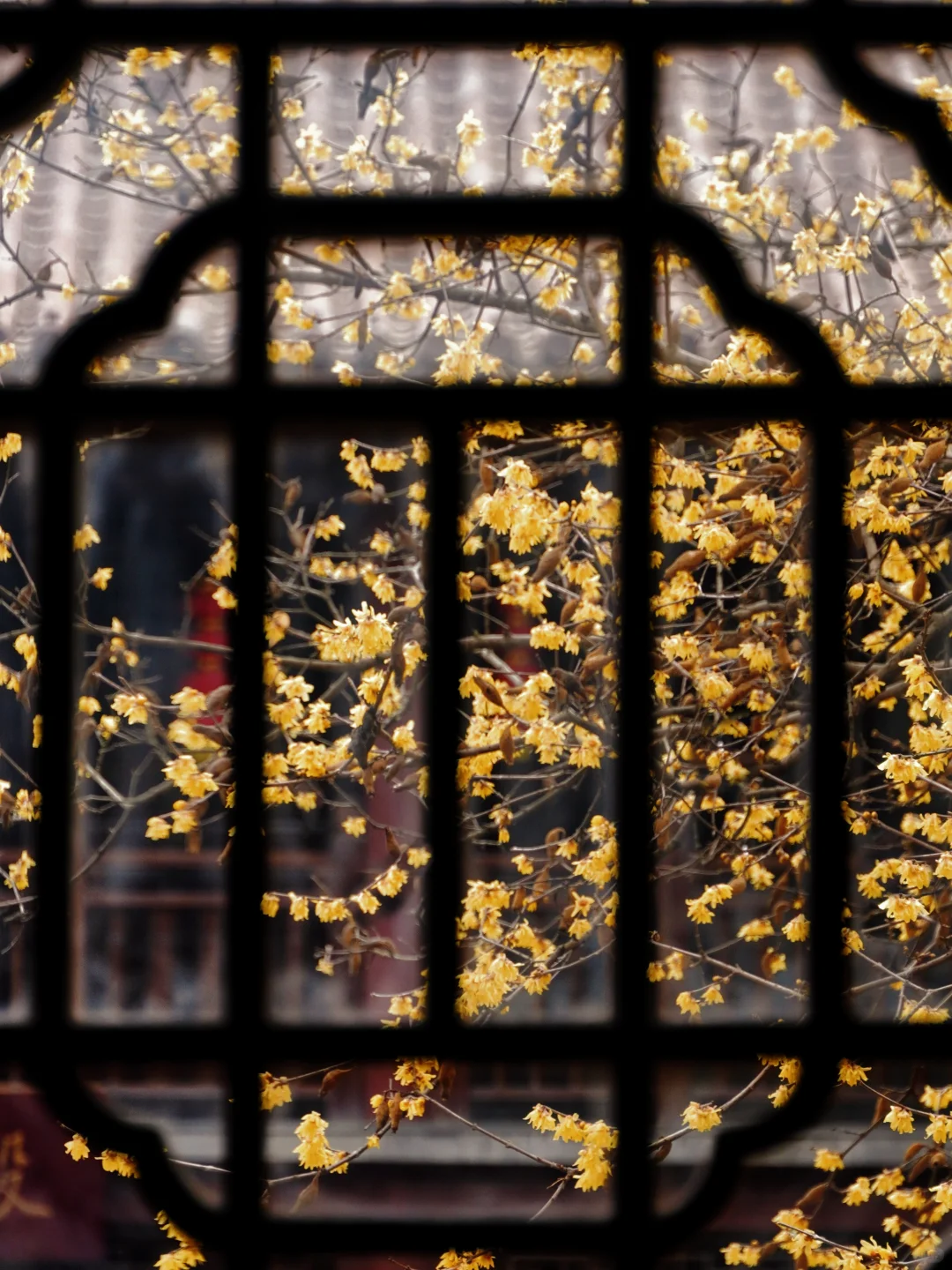 南京腊梅封神了!来南京必去的3个赏梅点!