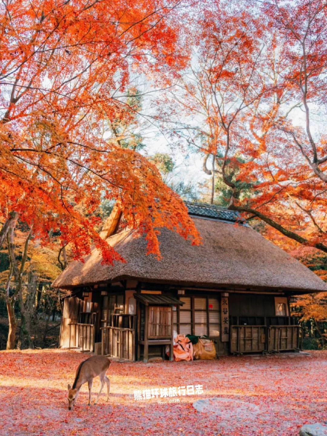 抄作业‼️给姐妹👭整理的日本超全攻略✨