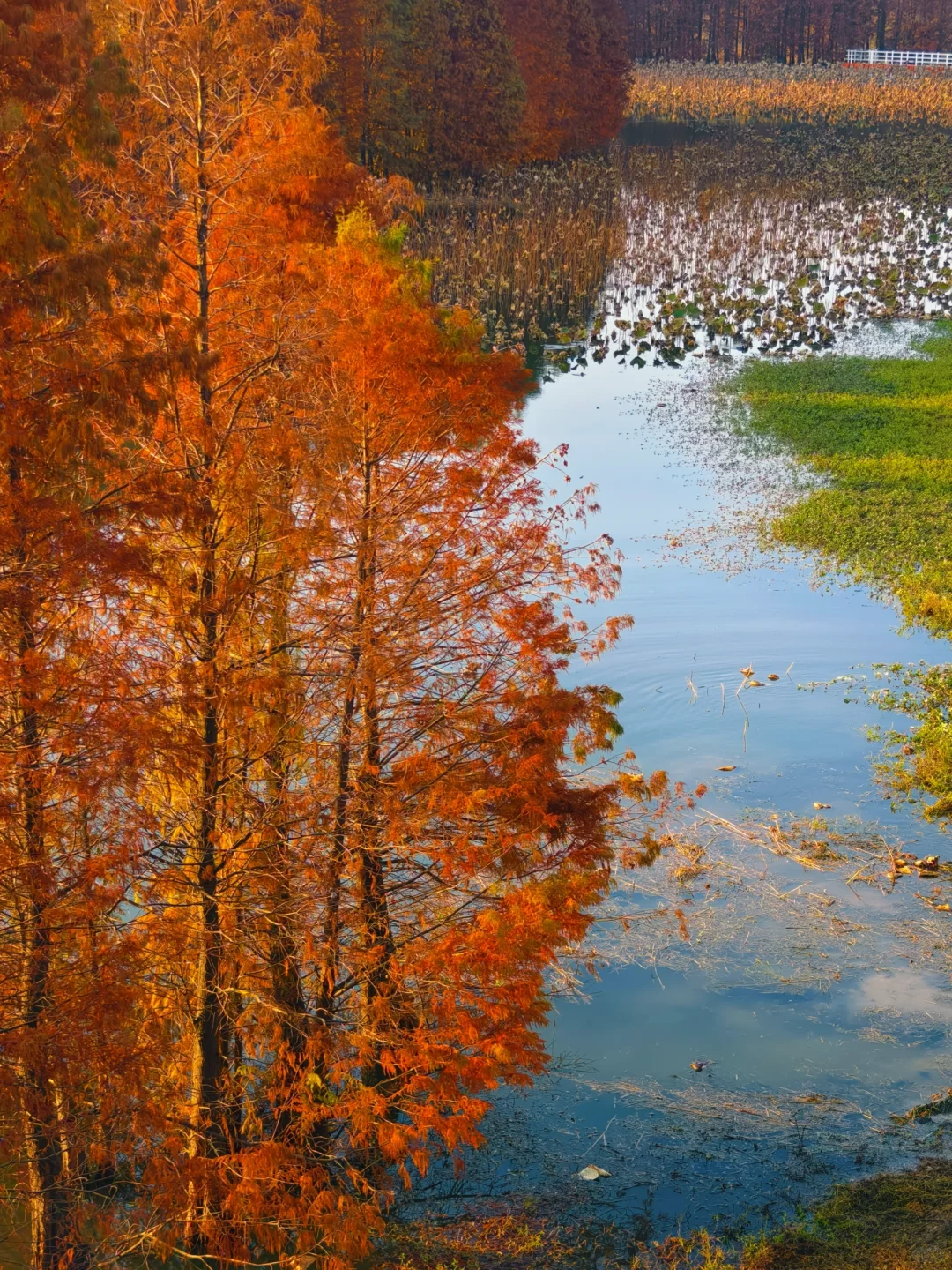 12.15实拍！苏州也有自己的阿勒泰（附位置