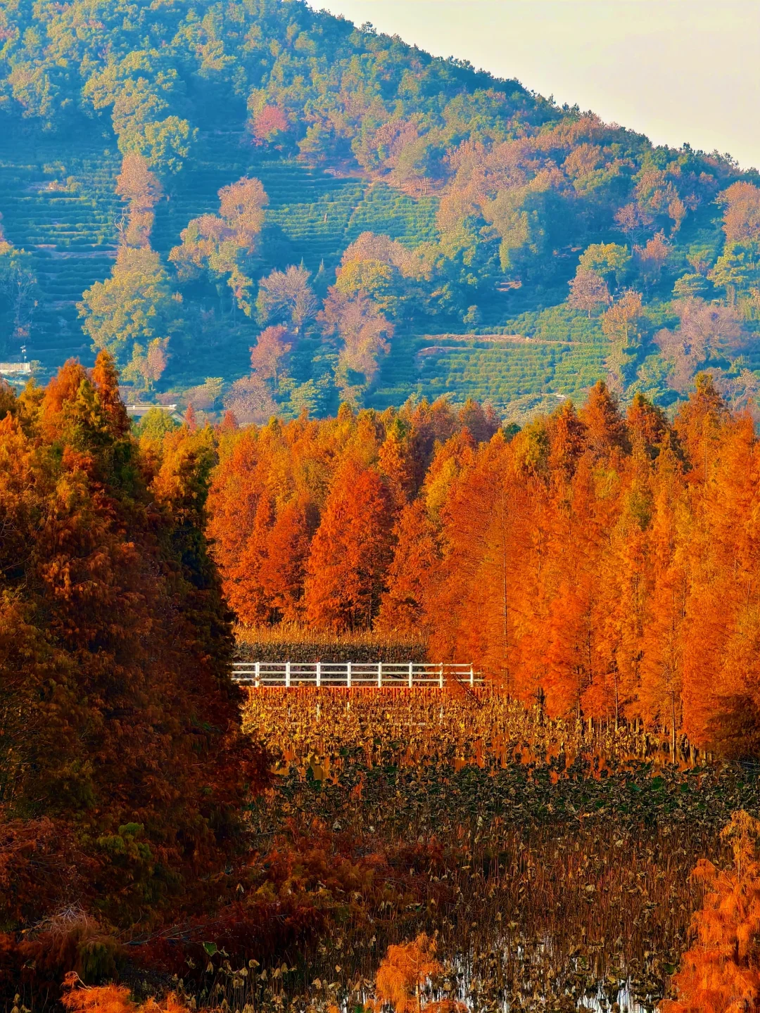 12.15实拍！苏州也有自己的阿勒泰（附位置