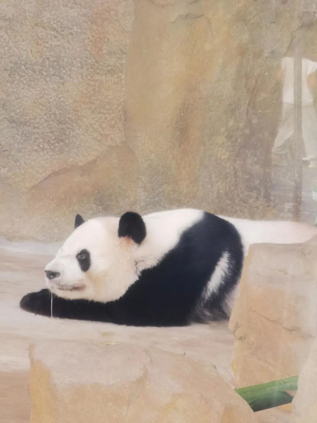 熊猫基地旅游攻略‼️去了3次的土著建议