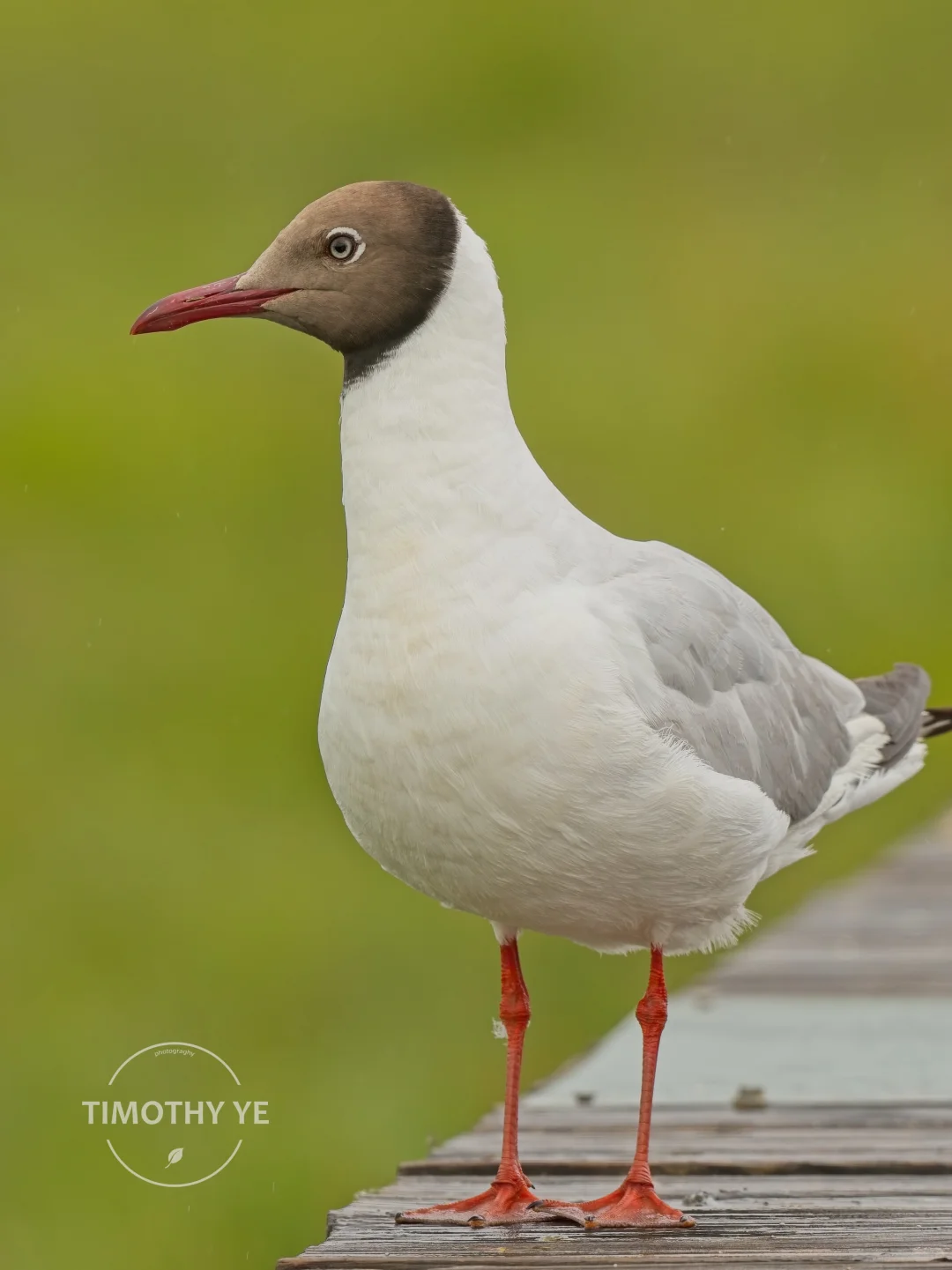 暑期甘南旅游遇到的鸟｜3若尔盖花湖