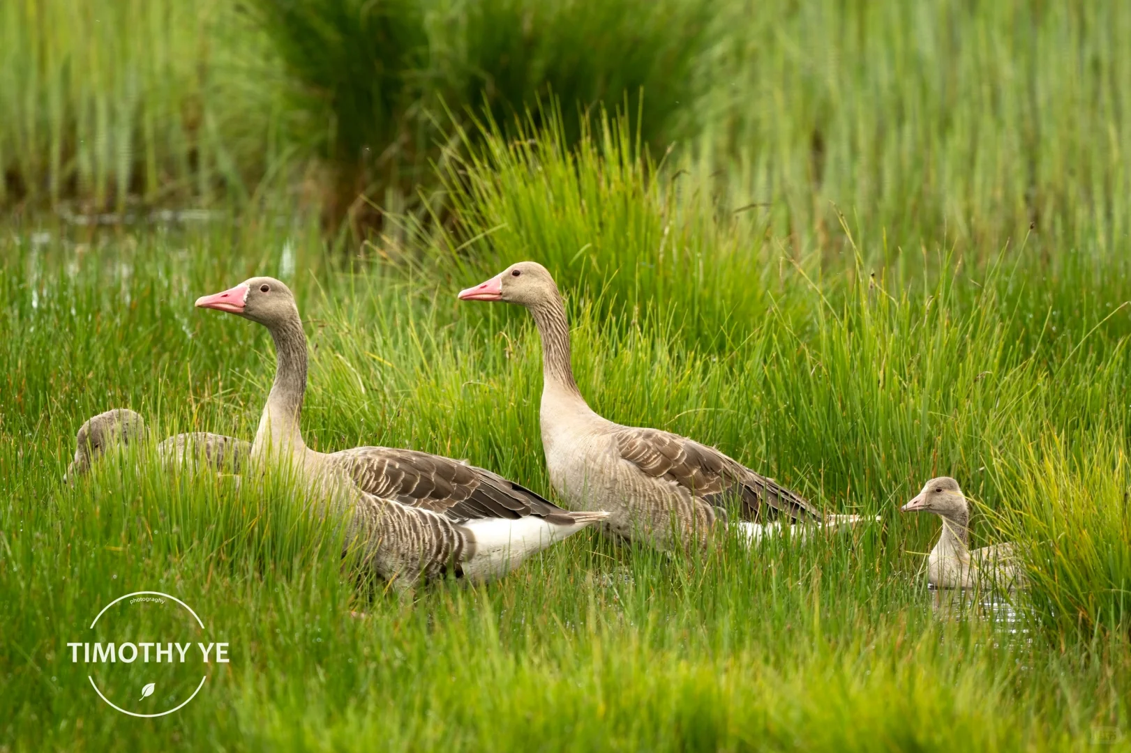暑期甘南旅游遇到的鸟｜3若尔盖花湖