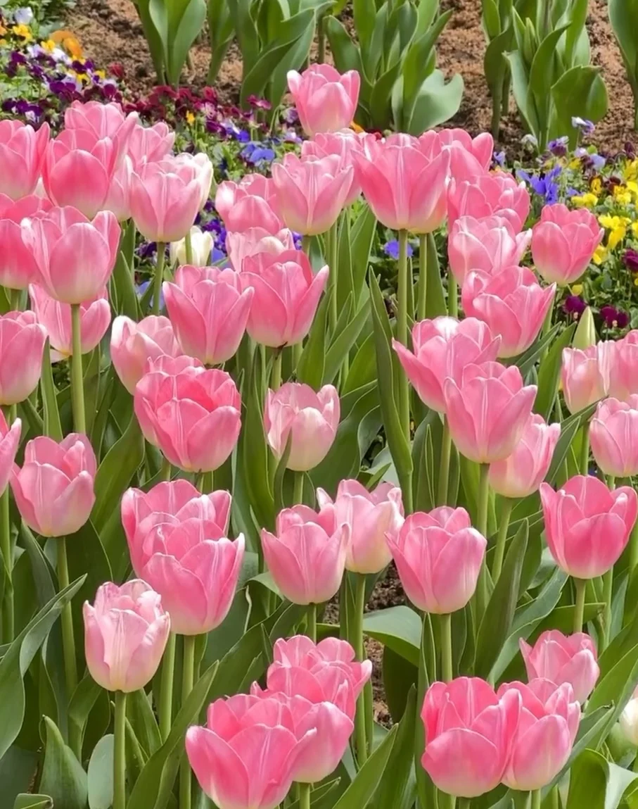 广州朋友收到通知没？云台花园郁金香要来了