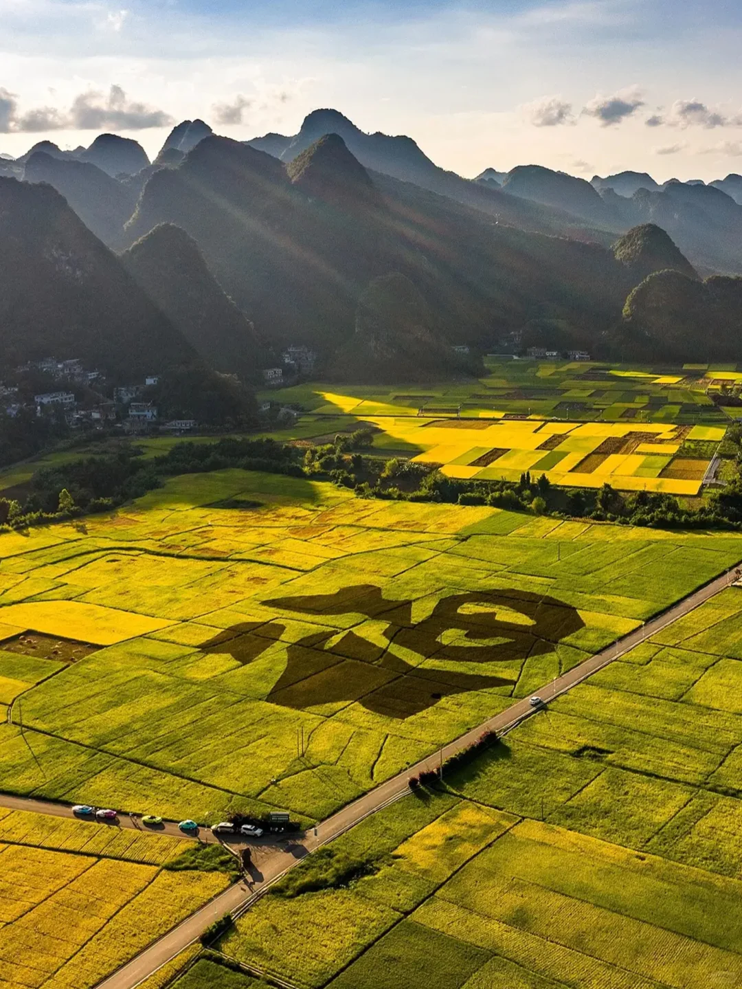 春节反向旅游✅和老公去贵州赏最早油菜花海