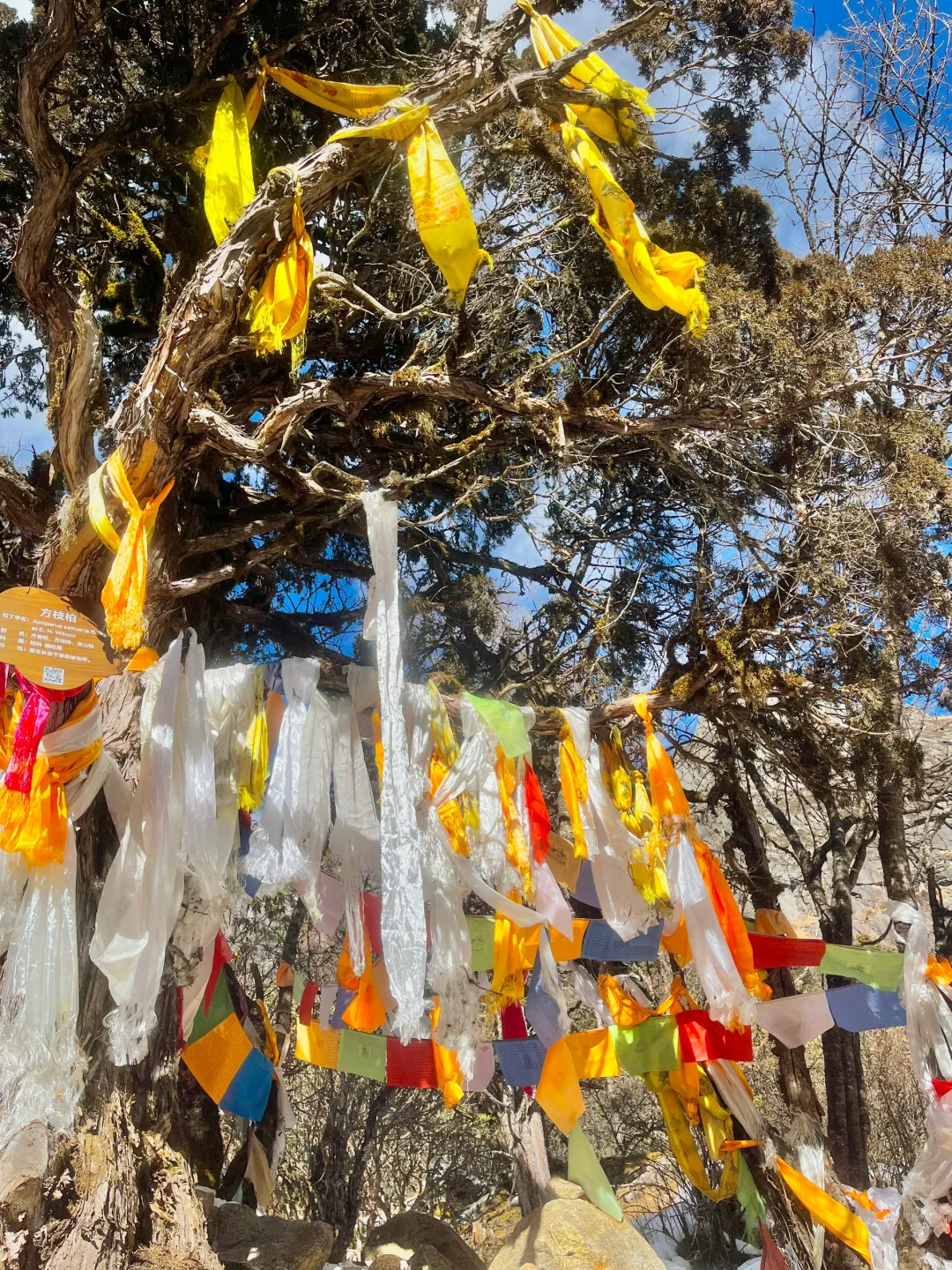 1⃣️月实拍 毕棚沟live… 蓝天白云的真的好美