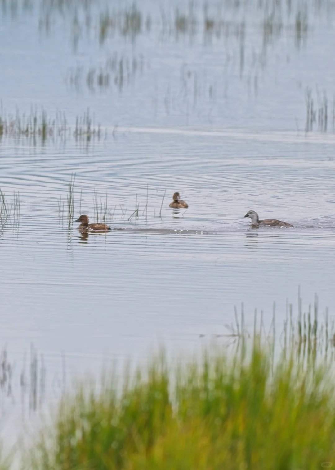 暑期甘南旅游遇到的鸟｜3若尔盖花湖
