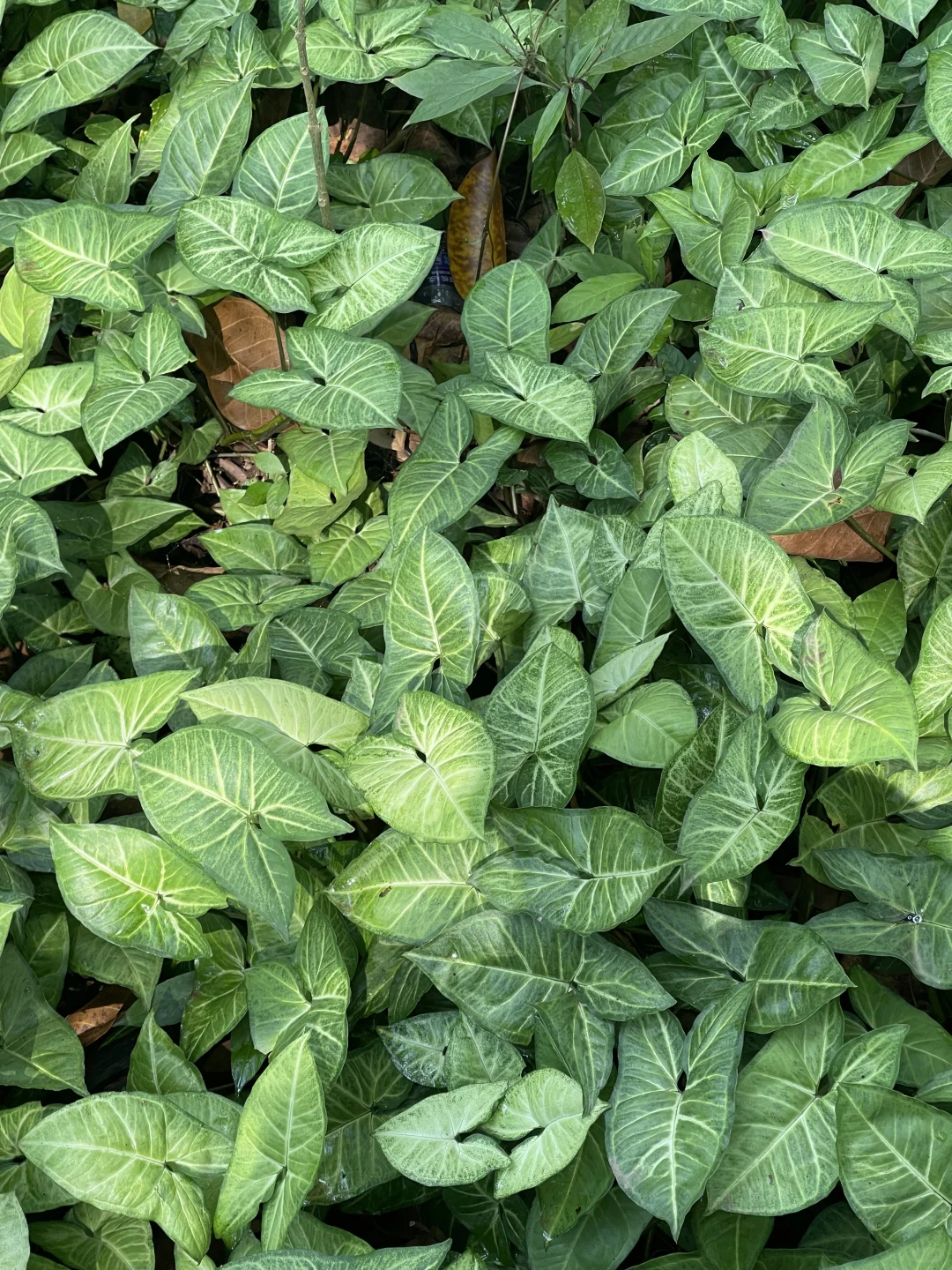 西双版纳中科院植物园