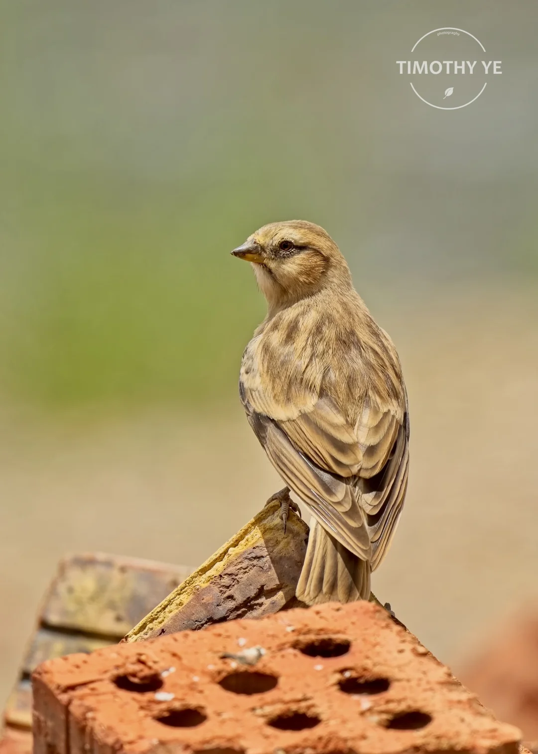暑期甘南旅游遇到的鸟｜3若尔盖花湖