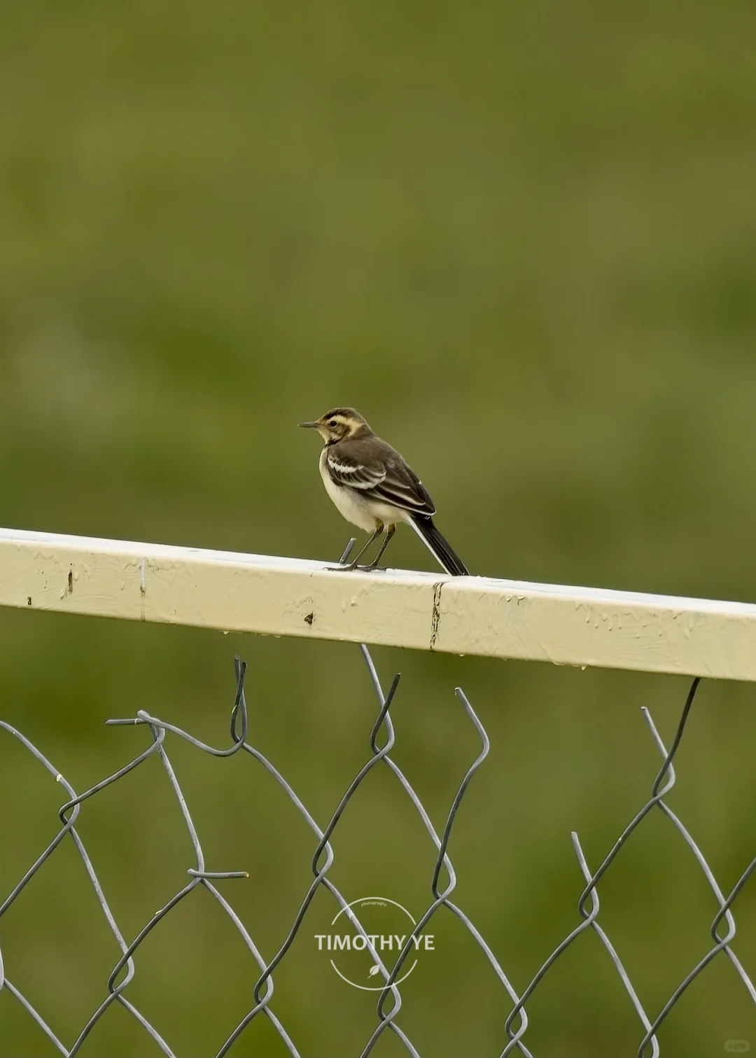 暑期甘南旅游遇到的鸟｜3若尔盖花湖