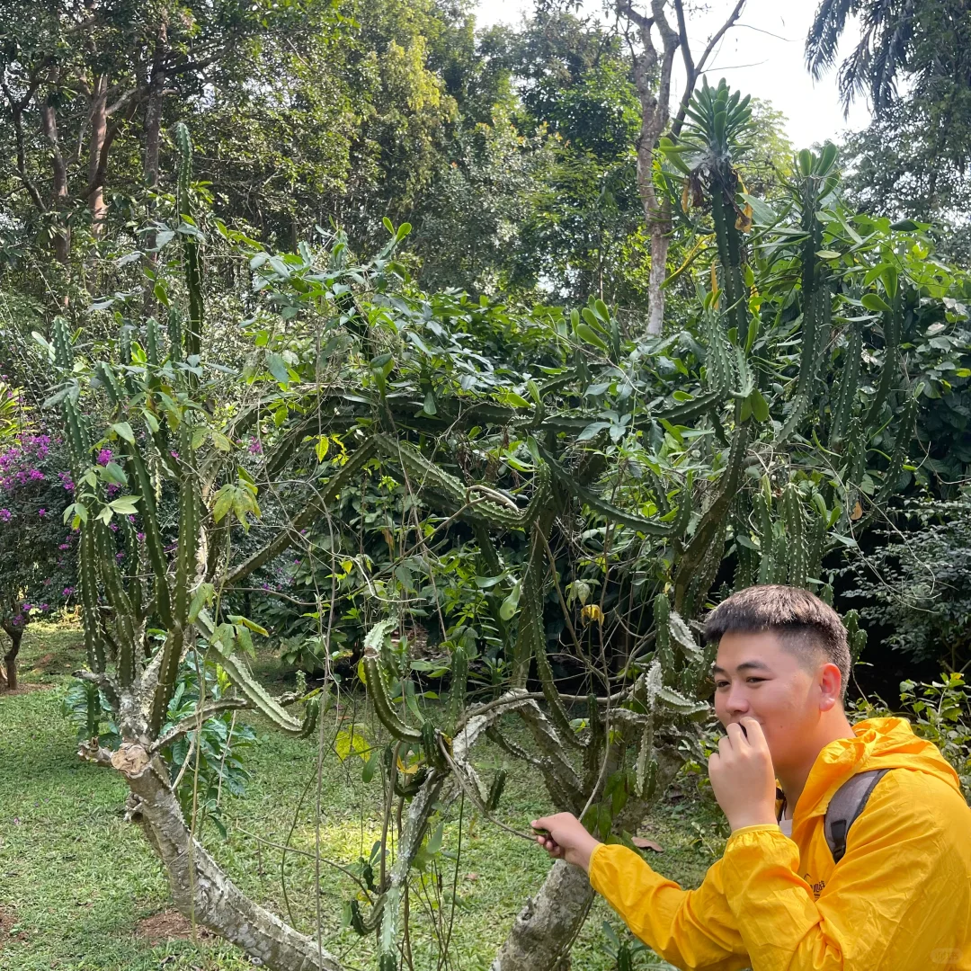 西双版纳中科院植物园