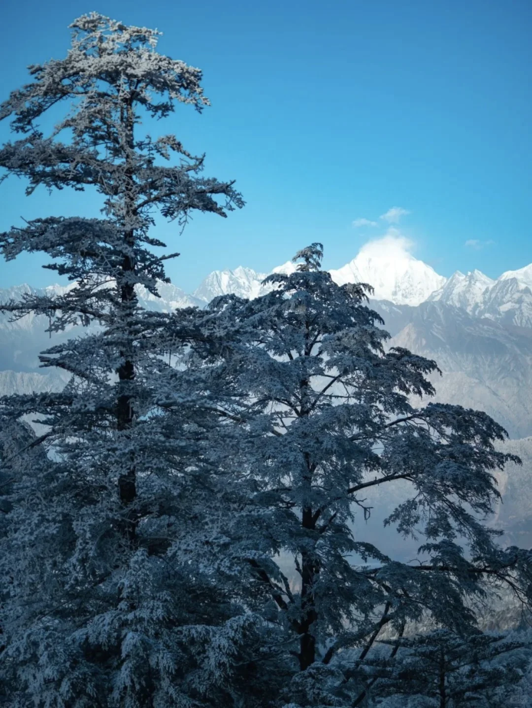 别跑远了❗️成都周边就有的玩雪看雾凇圣地