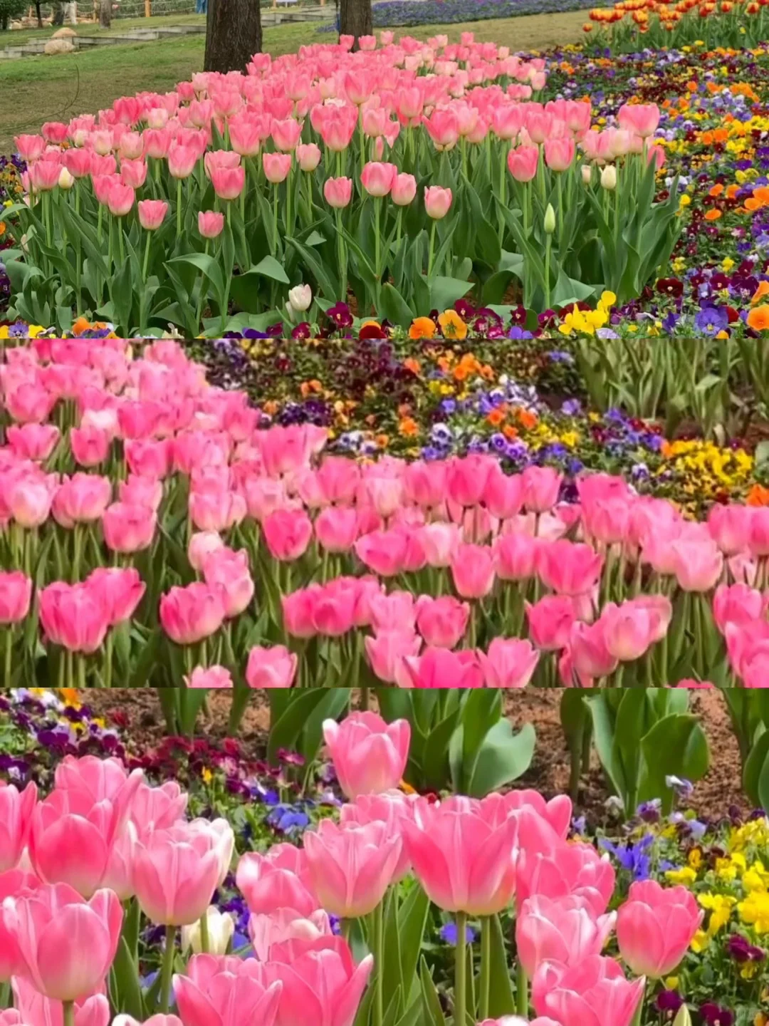 广州朋友收到通知没？云台花园郁金香要来了