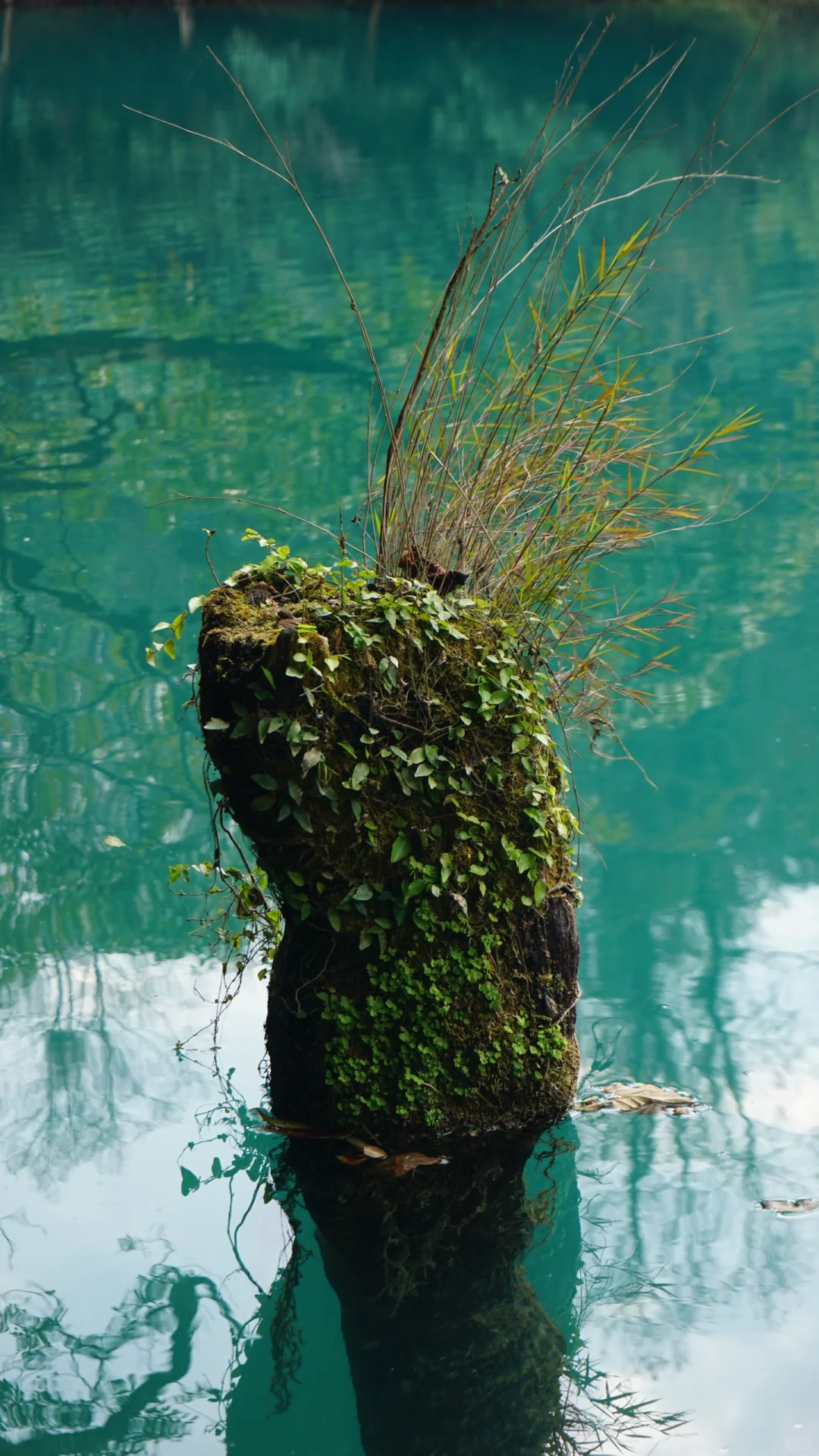 樟江幻境🏞️-Day110-贵州黔南州荔波篇