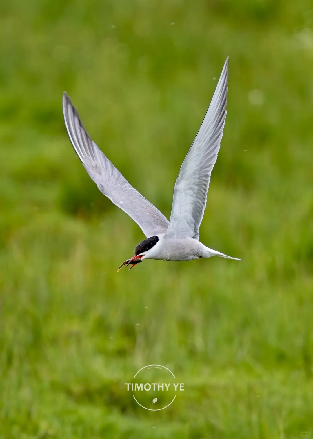 暑期甘南旅游遇到的鸟｜3若尔盖花湖