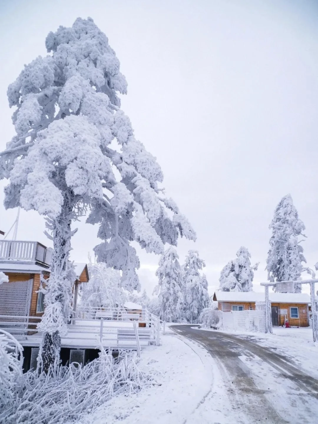别跑远了❗️成都周边就有的玩雪看雾凇圣地
