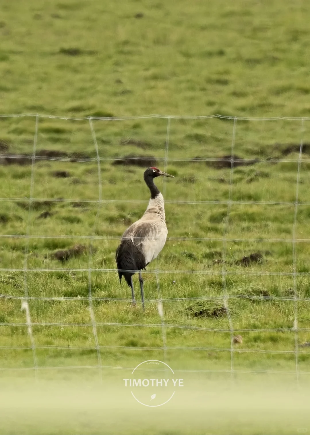 暑期甘南旅游遇到的鸟｜3若尔盖花湖