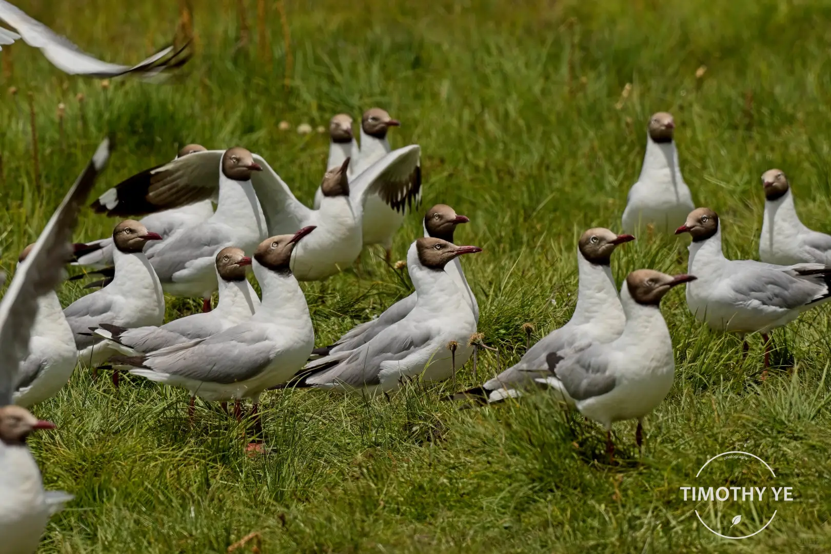 暑期甘南旅游遇到的鸟｜3若尔盖花湖