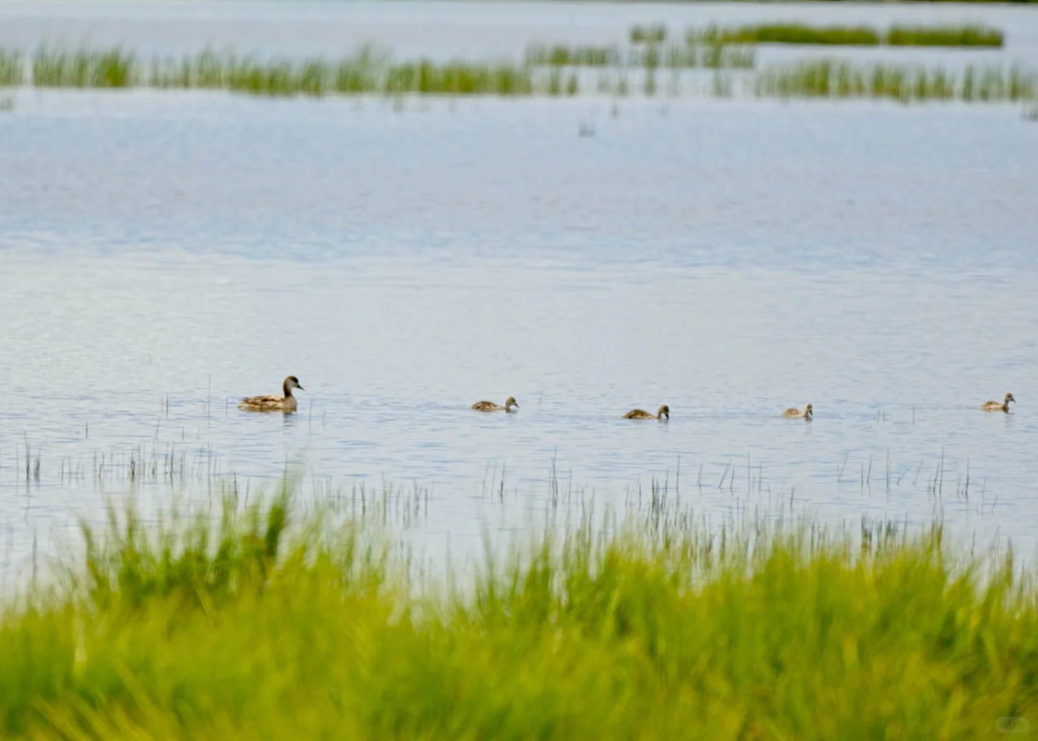 暑期甘南旅游遇到的鸟｜3若尔盖花湖
