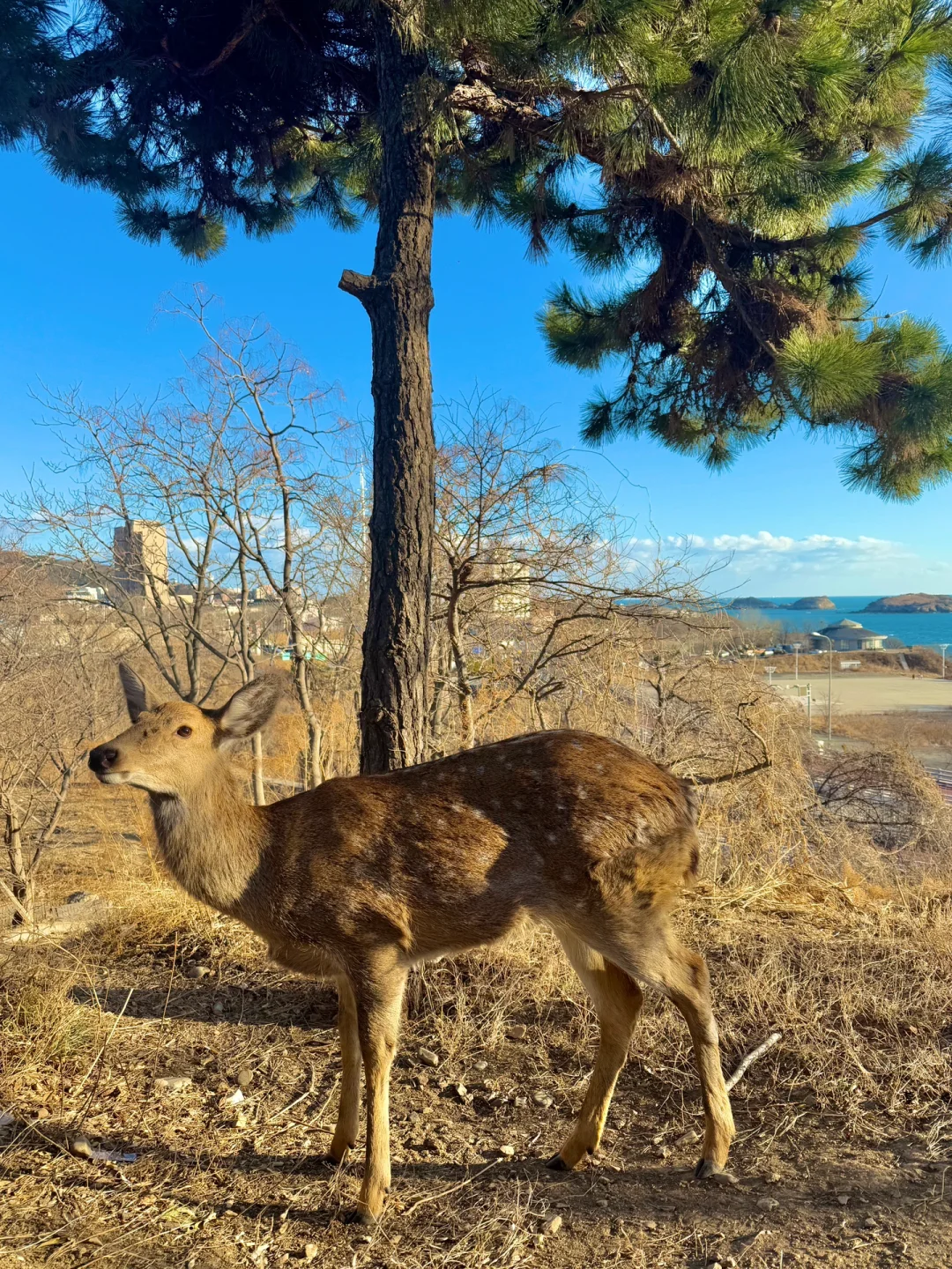 来大连请直接复制这条海边一日游路线！🌊
