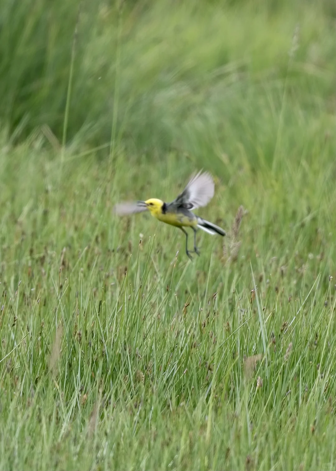 暑期甘南旅游遇到的鸟｜3若尔盖花湖