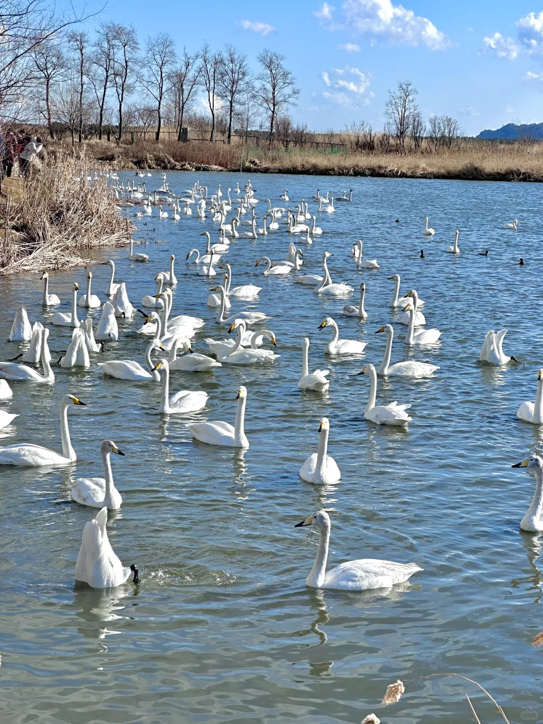 1.8威海实拍live❄️期待的大雪如约而至❤️