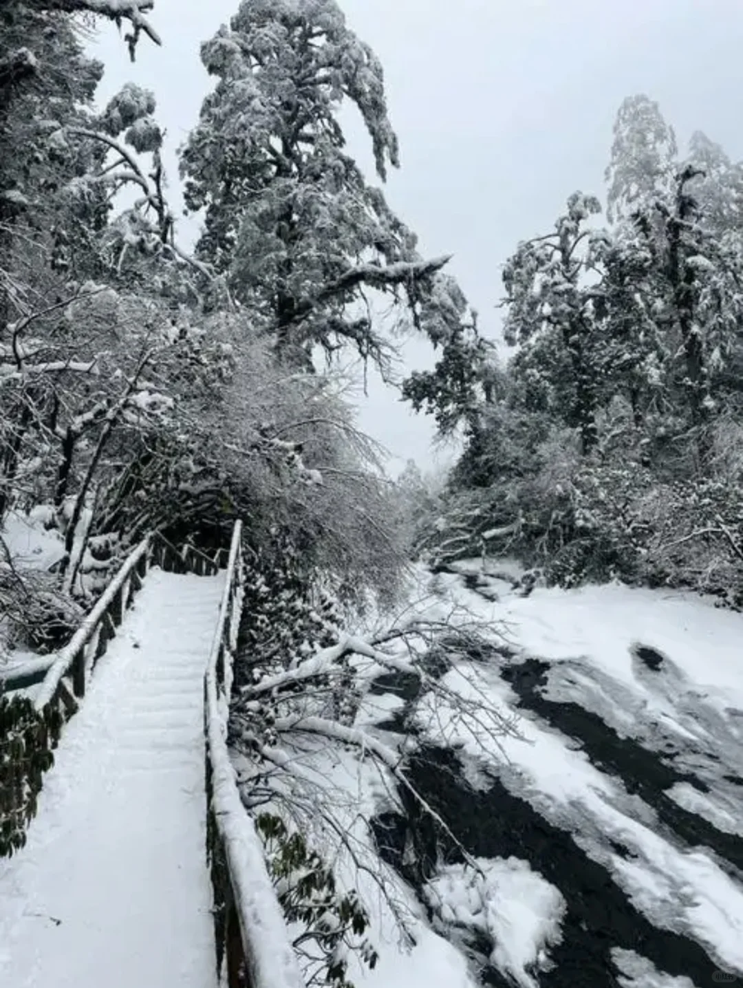 别跑远了❗️成都周边就有的玩雪看雾凇圣地
