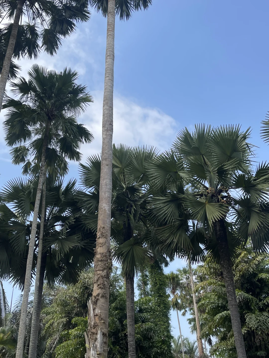 西双版纳中科院植物园