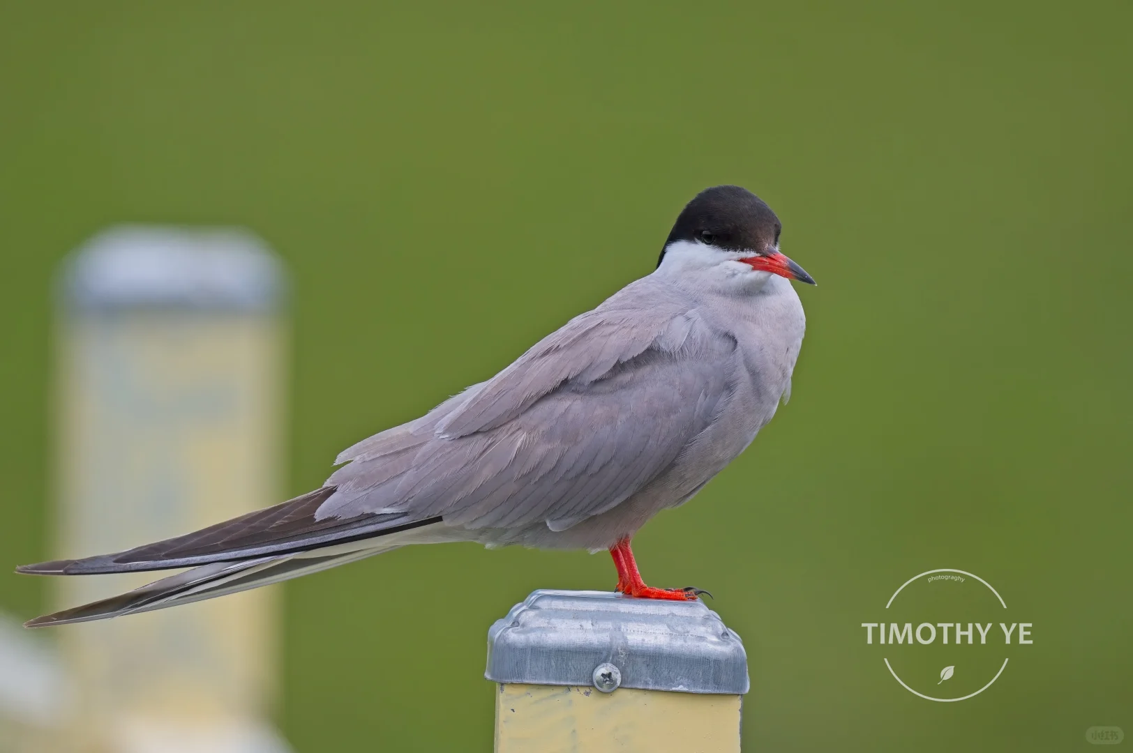 暑期甘南旅游遇到的鸟｜3若尔盖花湖