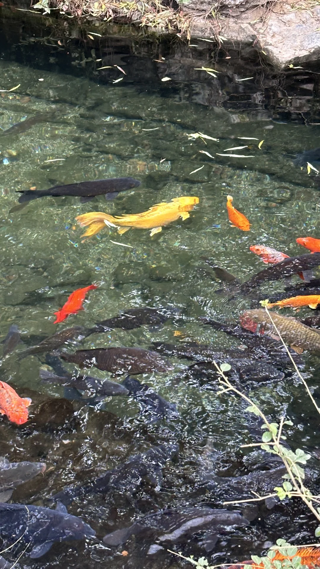 一日玩遍济南热门旅游景点🔥