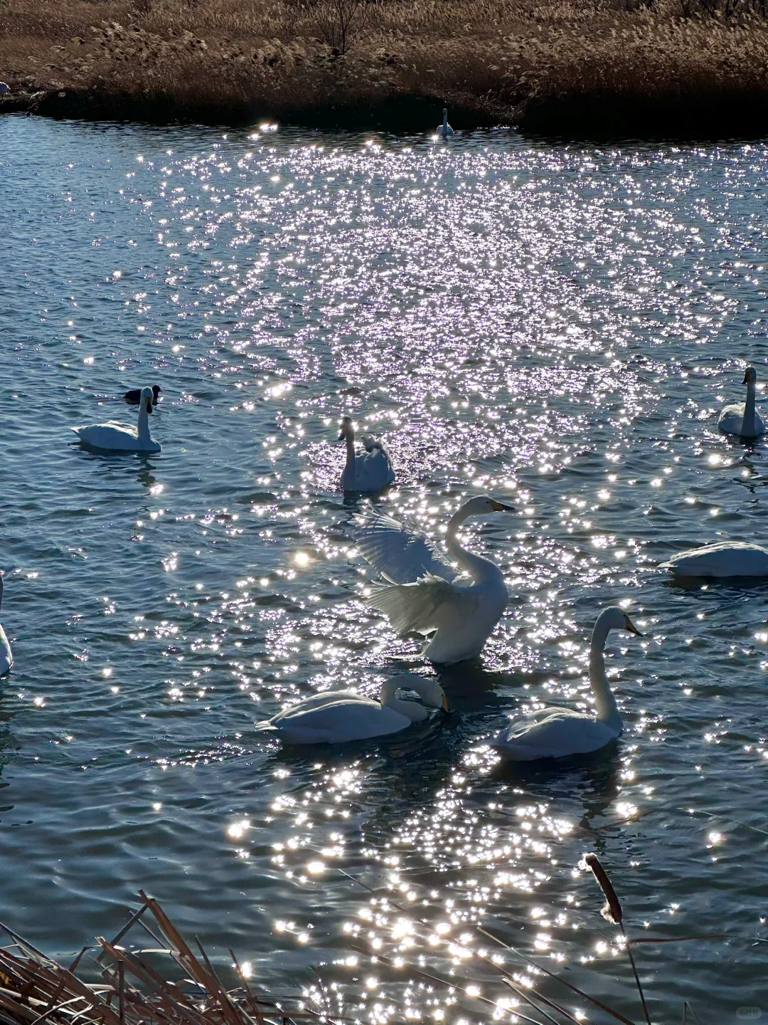 1.8威海实拍live❄️期待的大雪如约而至❤️