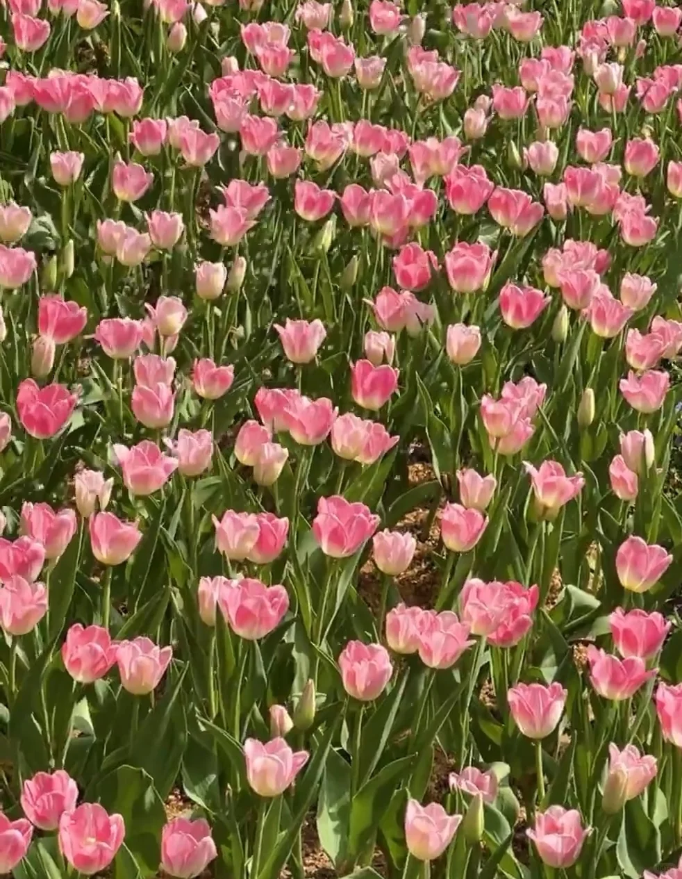 广州朋友收到通知没？云台花园郁金香要来了