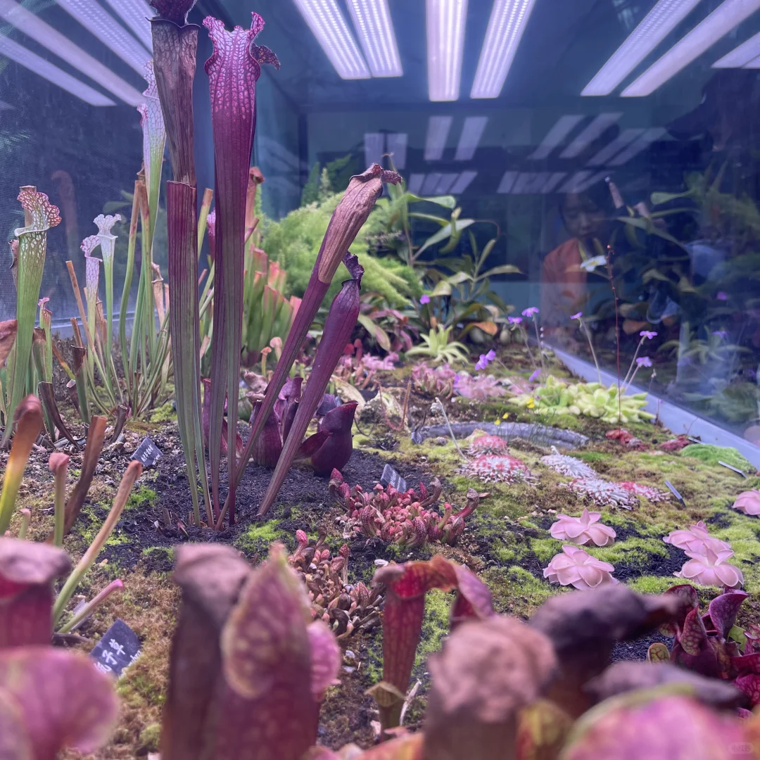 西双版纳中科院植物园