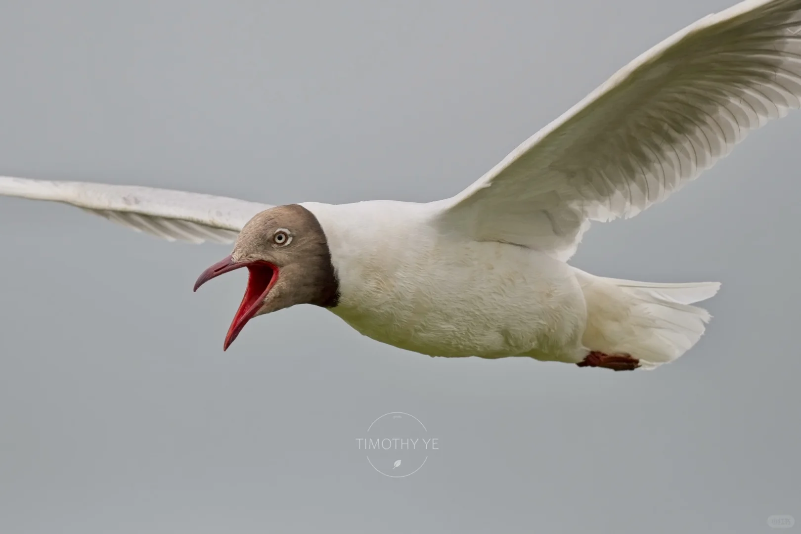 暑期甘南旅游遇到的鸟｜3若尔盖花湖