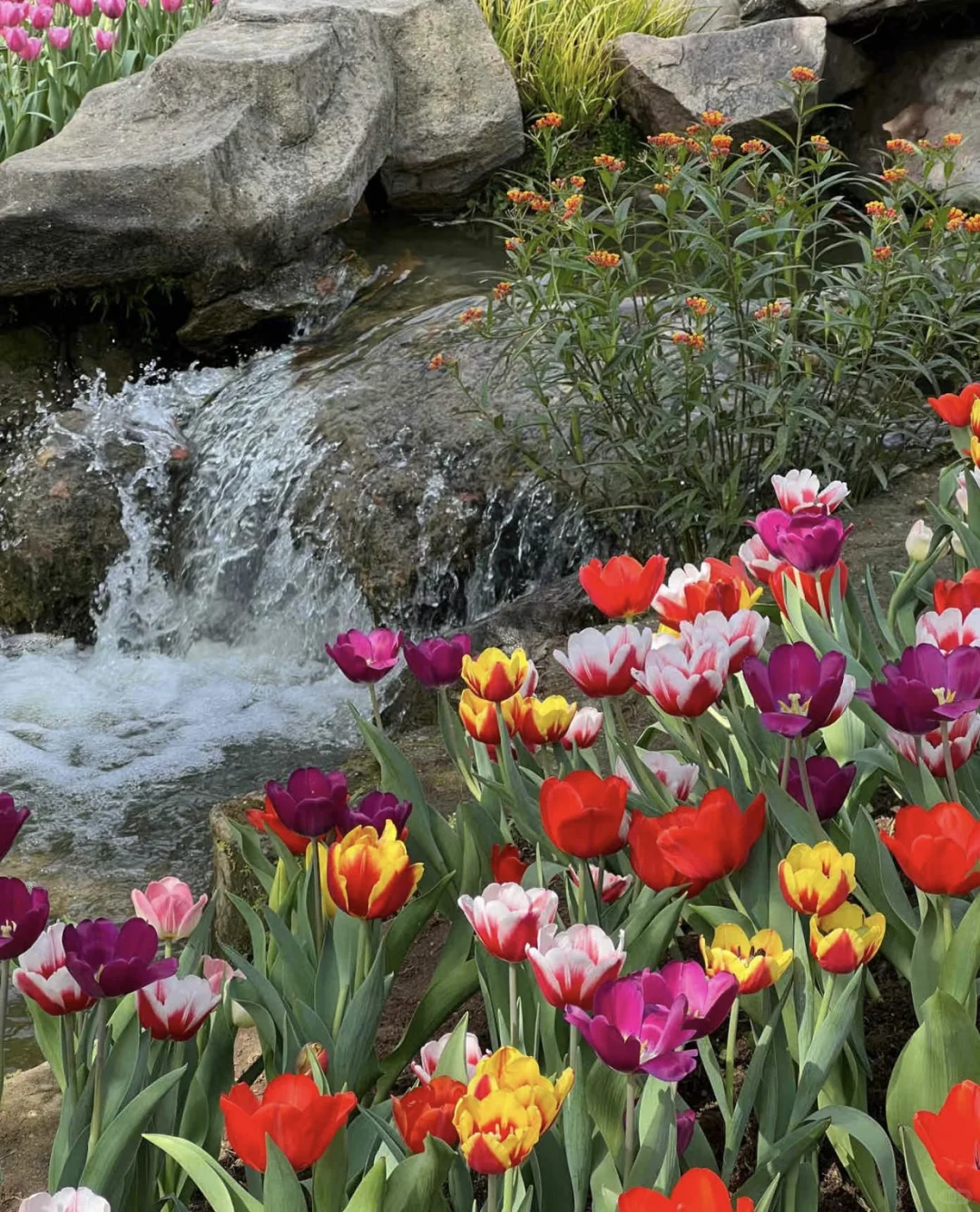 广州朋友收到通知没？云台花园郁金香要来了