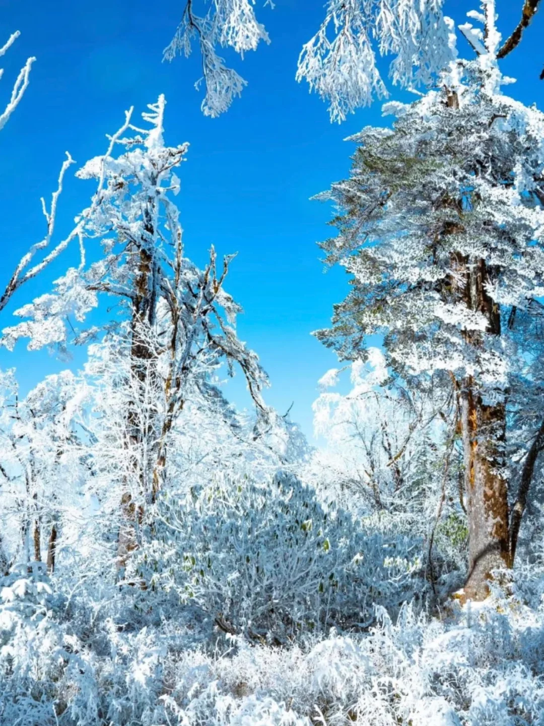 别跑远了❗️成都周边就有的玩雪看雾凇圣地