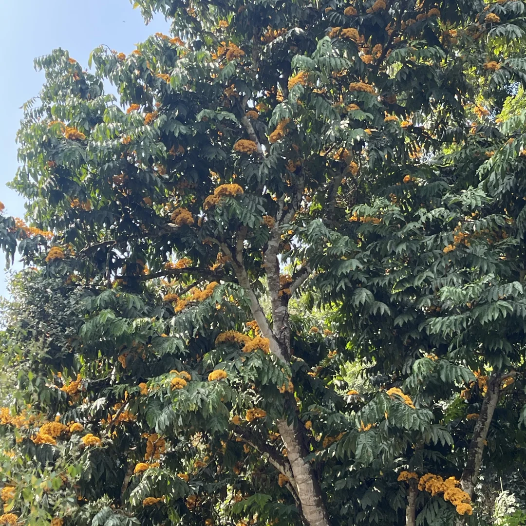 西双版纳中科院植物园