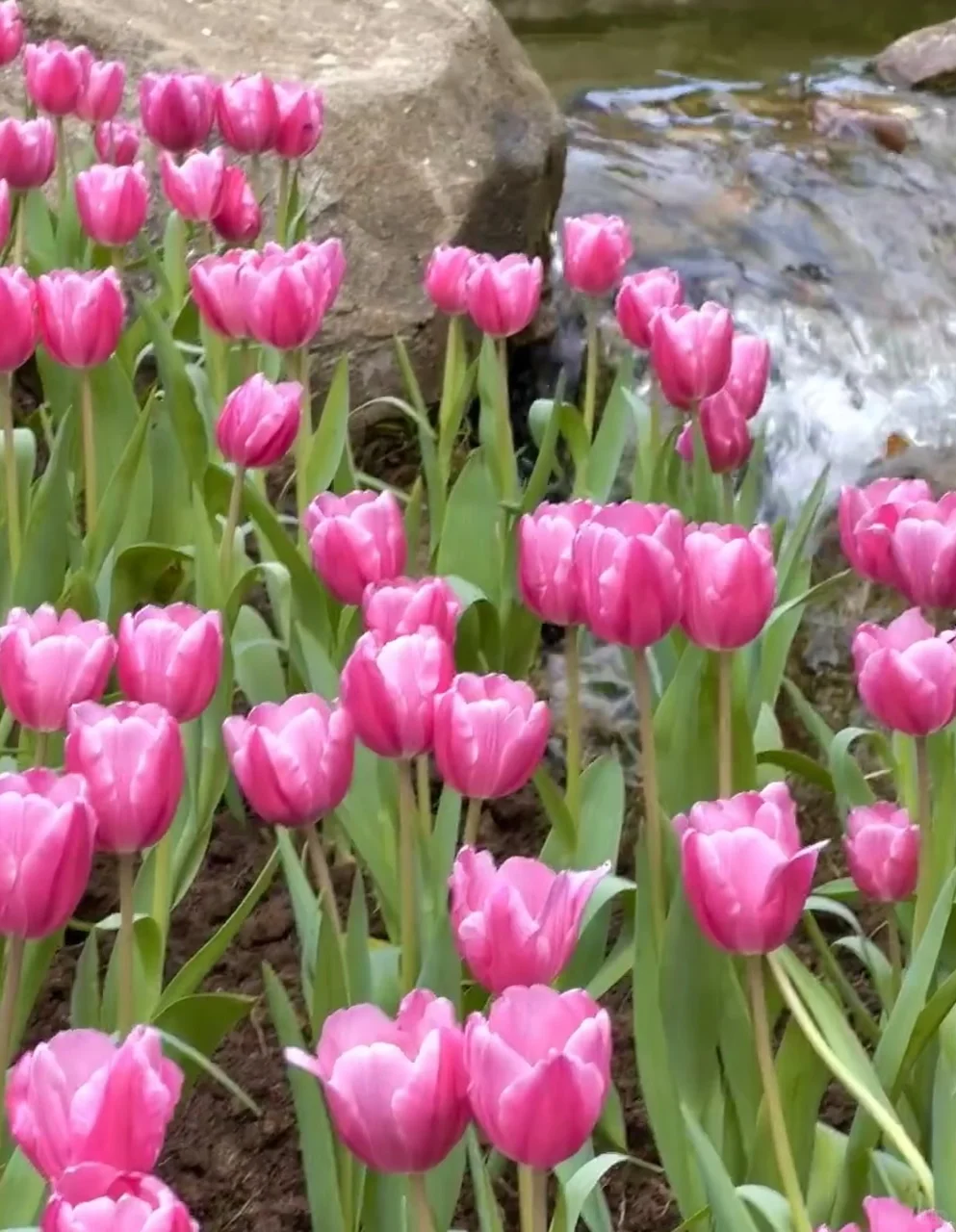 广州朋友收到通知没？云台花园郁金香要来了