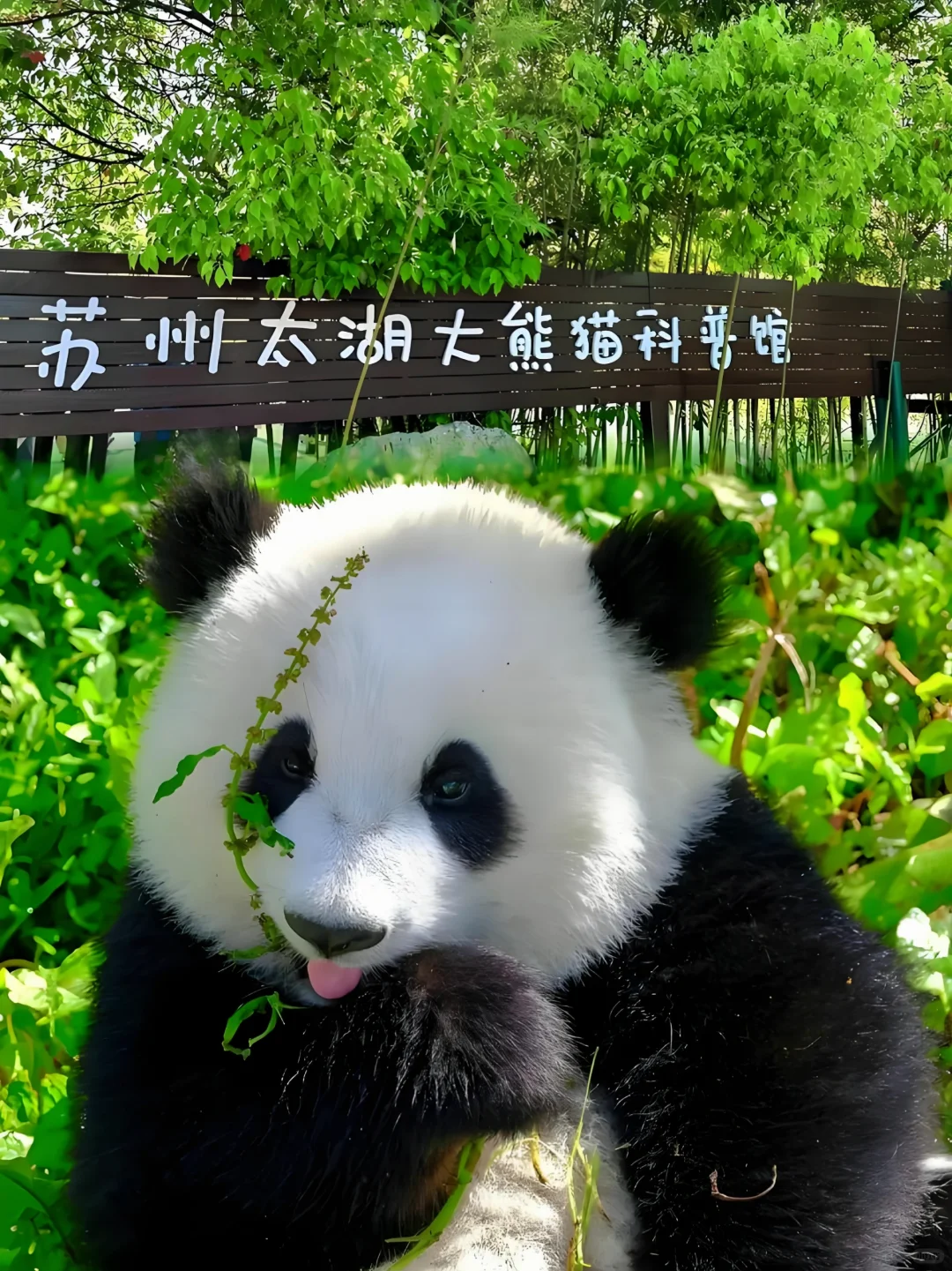 过年苏州给你放价了‼️72家景区统统半价