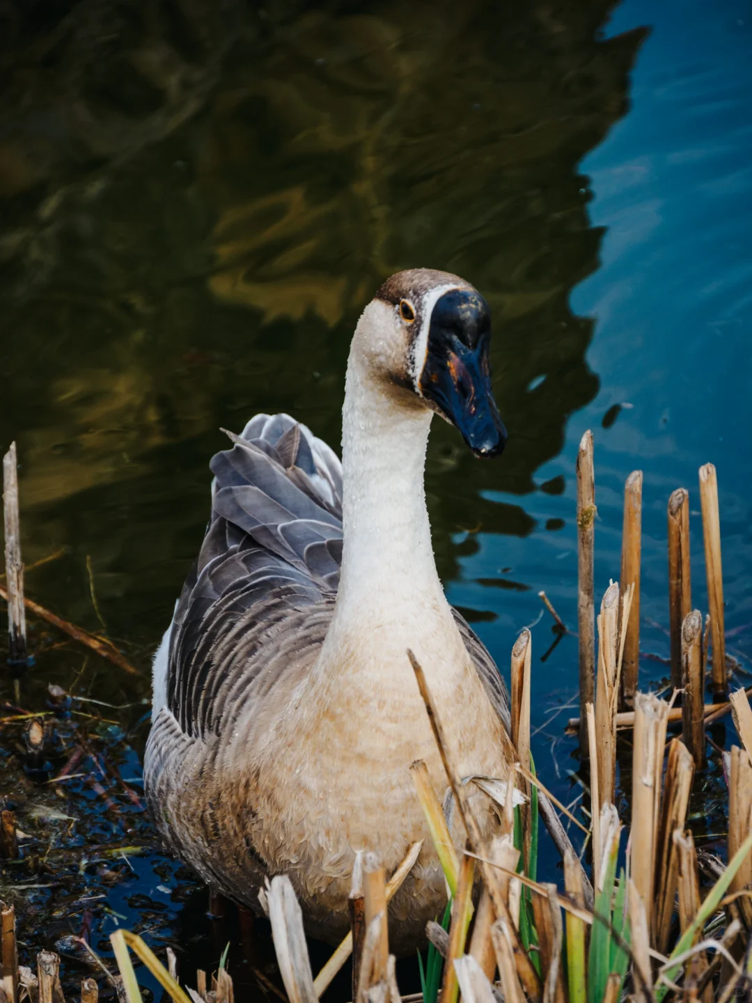 东湖听涛景区|赶上水杉的末班车