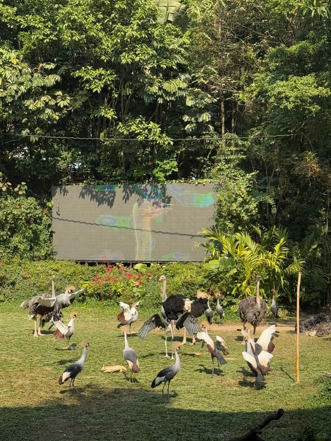 我宣布，长隆的动物真的是散养的