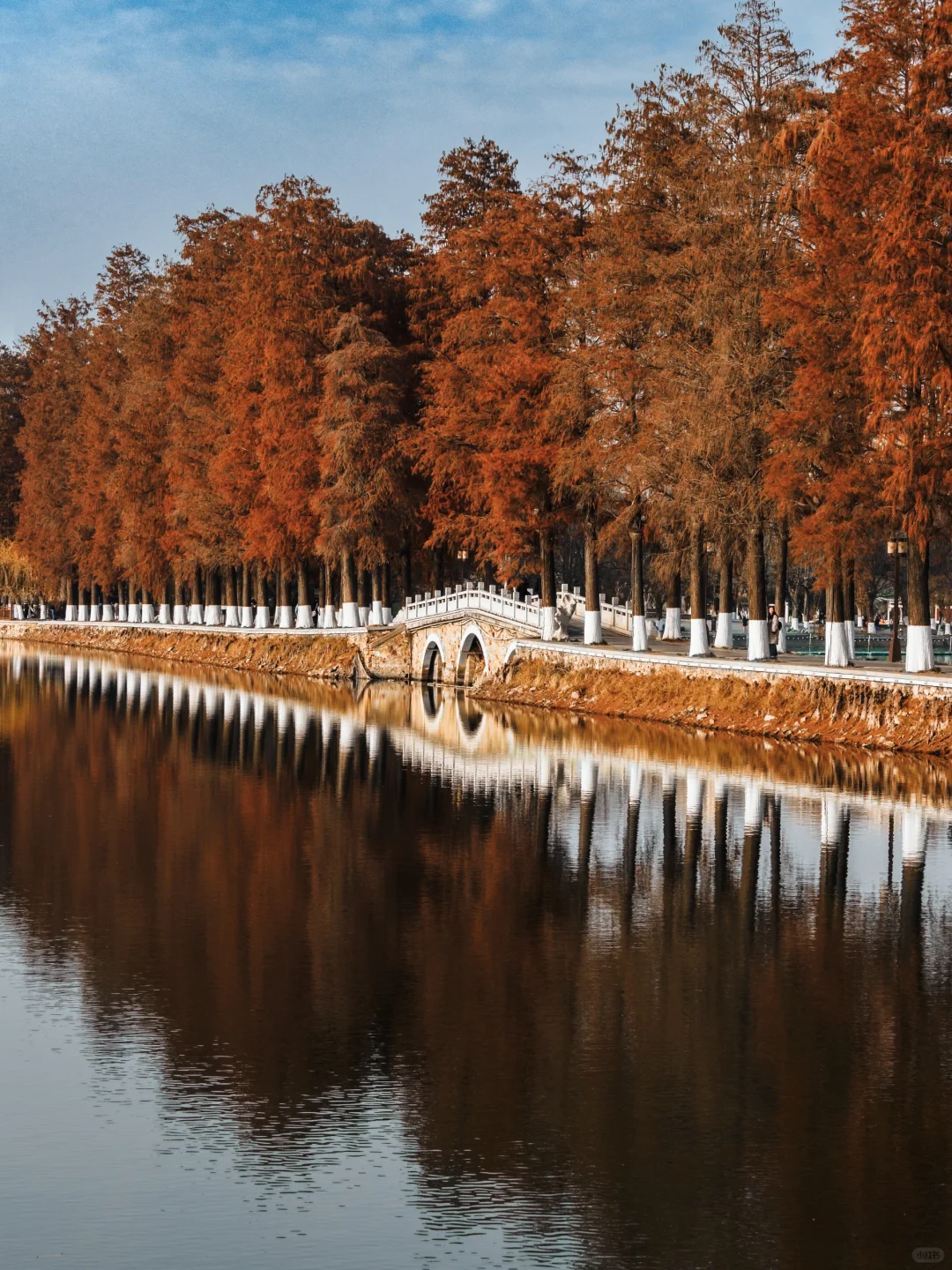 东湖听涛景区|赶上水杉的末班车