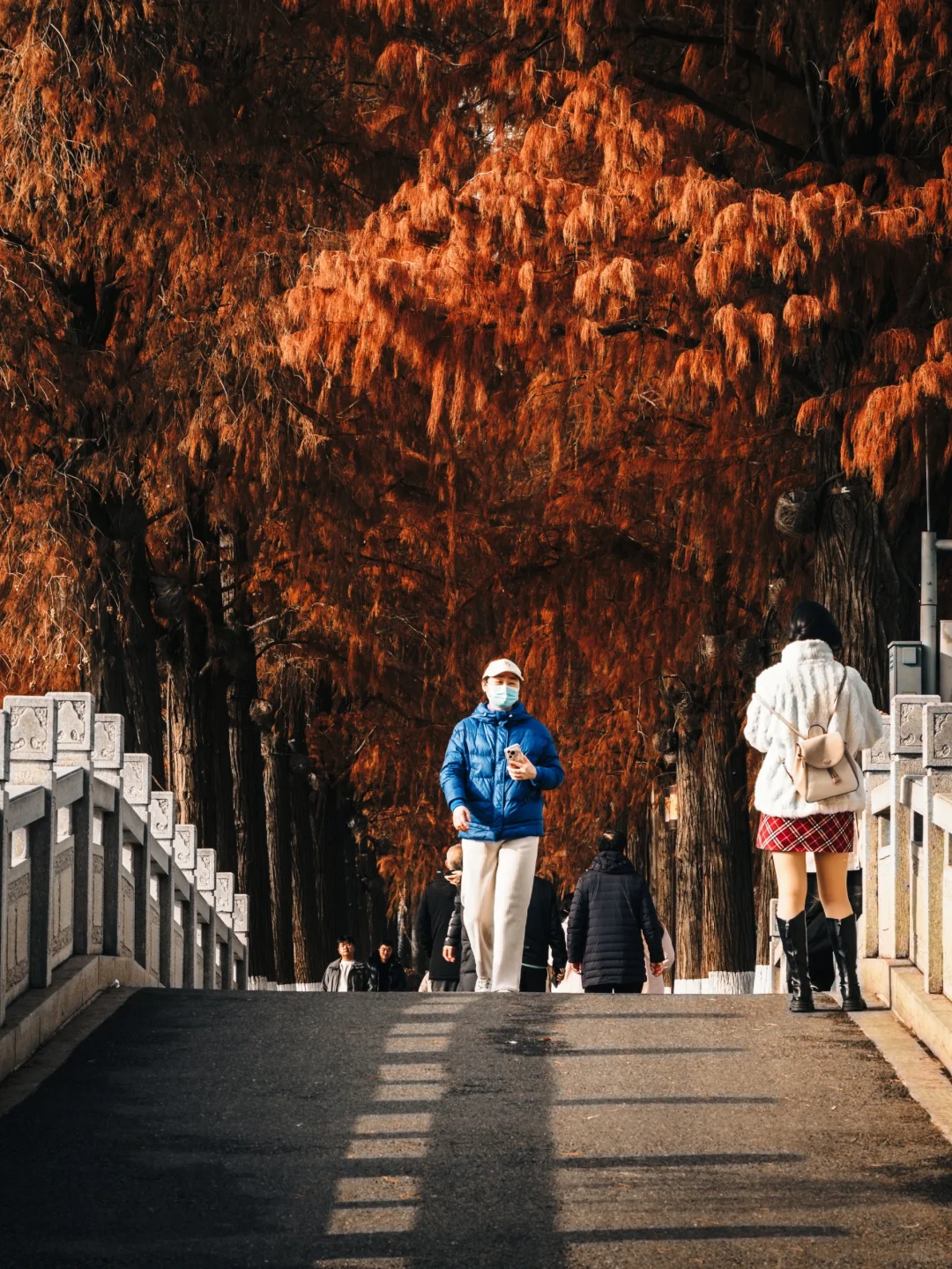 东湖听涛景区|赶上水杉的末班车