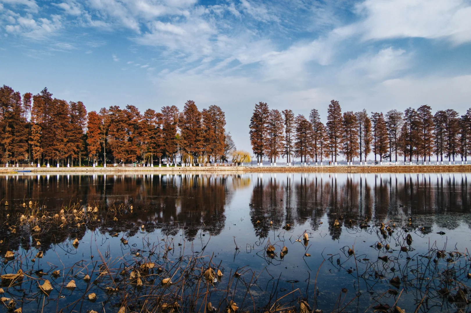 东湖听涛景区|赶上水杉的末班车