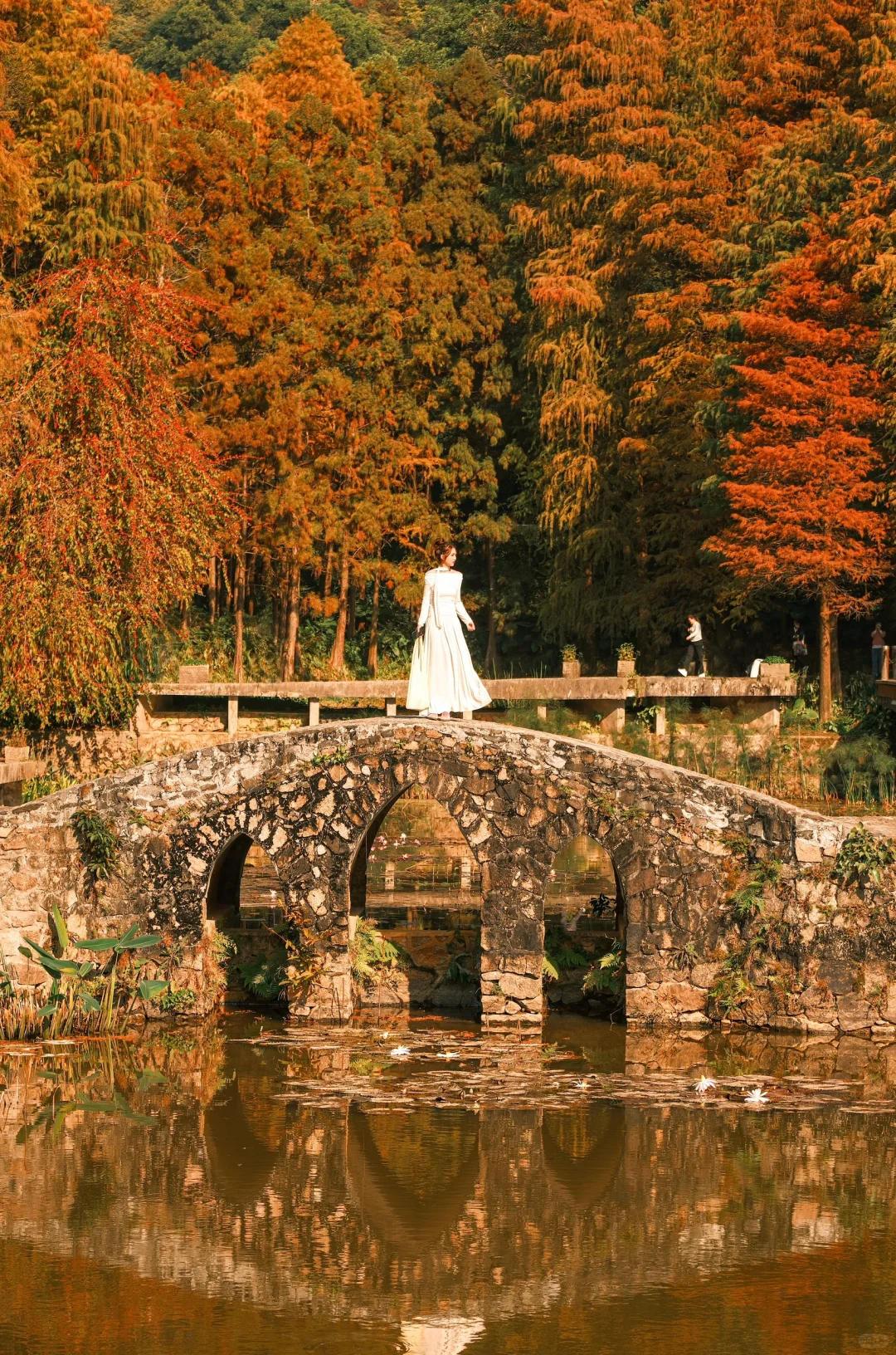 仙湖City walk📍落羽杉已美到最大值(附攻略