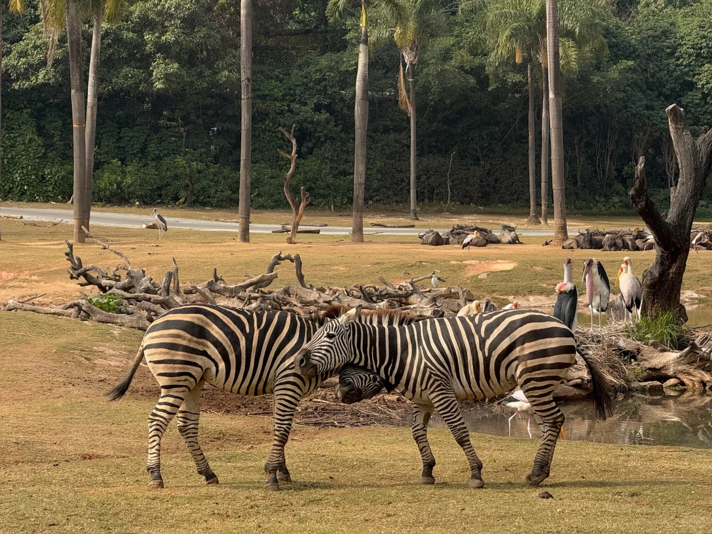 我宣布，长隆的动物真的是散养的
