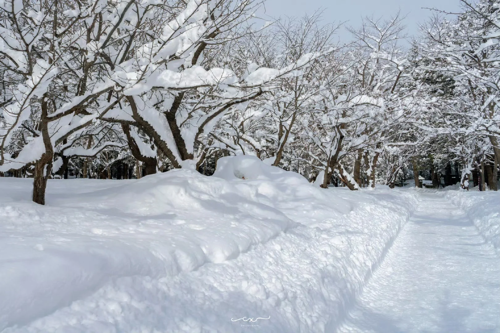 札幌必打卡景點：圓山公園｜攻略