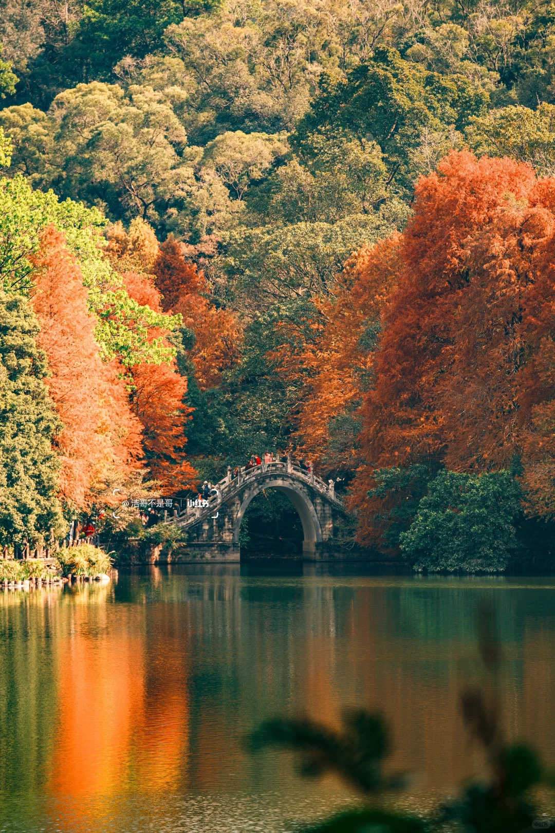 仙湖City walk📍落羽杉已美到最大值(附攻略